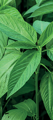 ThermaSoft avantage léger